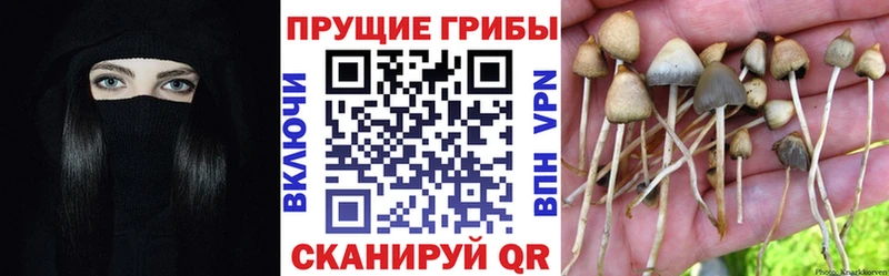 Псилоцибиновые грибы Psilocybe  хочу наркоту  Берёзовский 